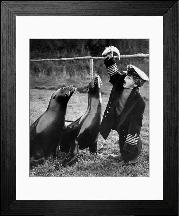 Framed Print : Flipper and Missy jumped to it as Captain Bruce, apprentice sea-lion trainer Framed Print : Flipper and Missy jumped to it as Captain Bruce, apprentice sea-lion trainer
