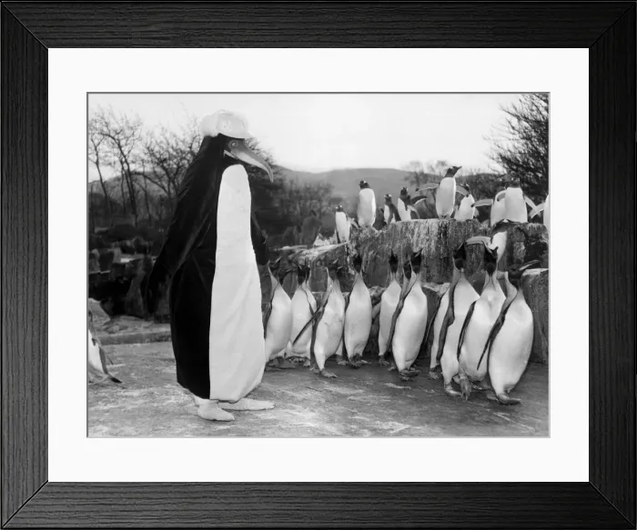 Framed Print : The penguins at Edinburgh Zoo can t believe their eyes as they face up to the new Framed Print : The penguins at Edinburgh Zoo can t believe their eyes as they face up to the new