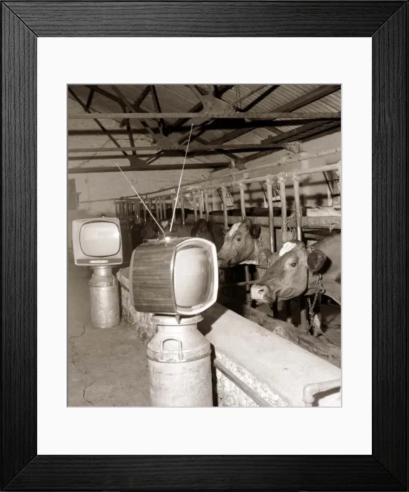 Framed Print : Cows watching TV July 1961