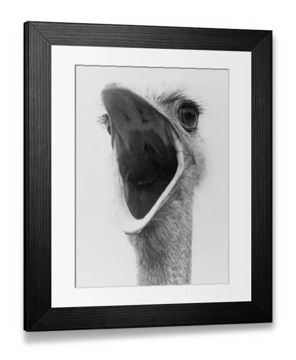 Framed Print : Oswald the Ostrich is very hungry and lets everybody know about it Framed Print : Oswald the Ostrich is very hungry and lets everybody know about it