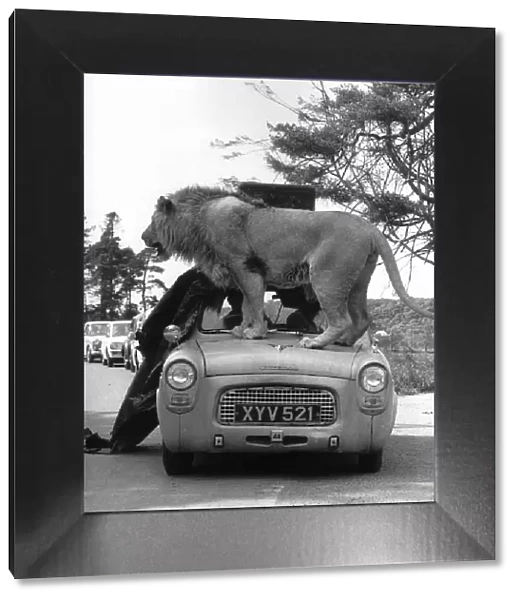 Animals Lions Big Cats A Lion jumps on to the bonnet of a Ford Prefect which bends