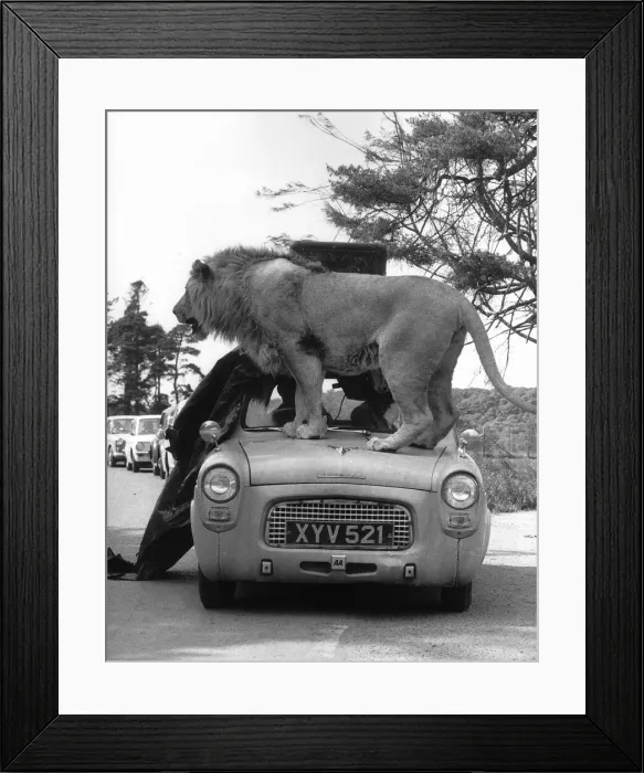 Framed Print : Animals Lions Big Cats A Lion jumps on to the bonnet of a Ford Prefect which bends Framed Print : Animals Lions Big Cats A Lion jumps on to the bonnet of a Ford Prefect which bends