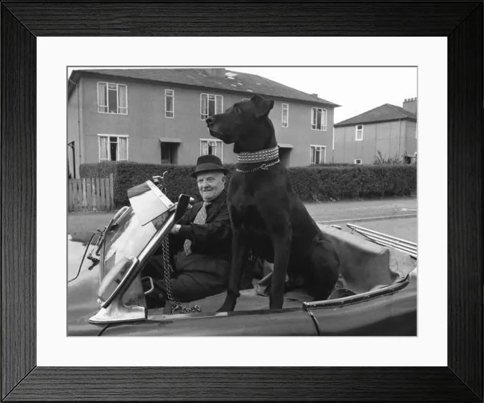 Framed Print : Alf McCormac with his Great Dane Flannigan in the sports car he bought specially for his