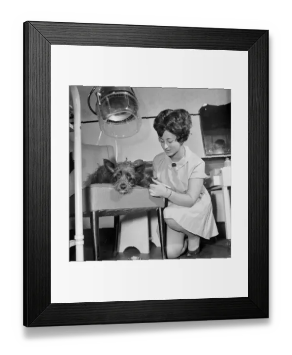 Framed Print : Judy a one year old mongrel went to Andre Bernards hairdressing salon in Liverpool