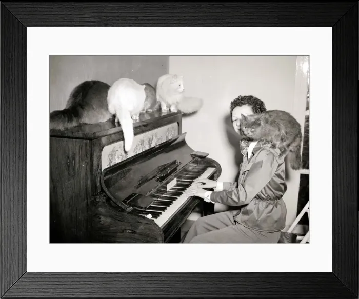 Framed Print : Woman playing the piano to cats of various breeds February 1954 Framed Print : Woman playing the piano to cats of various breeds February 1954