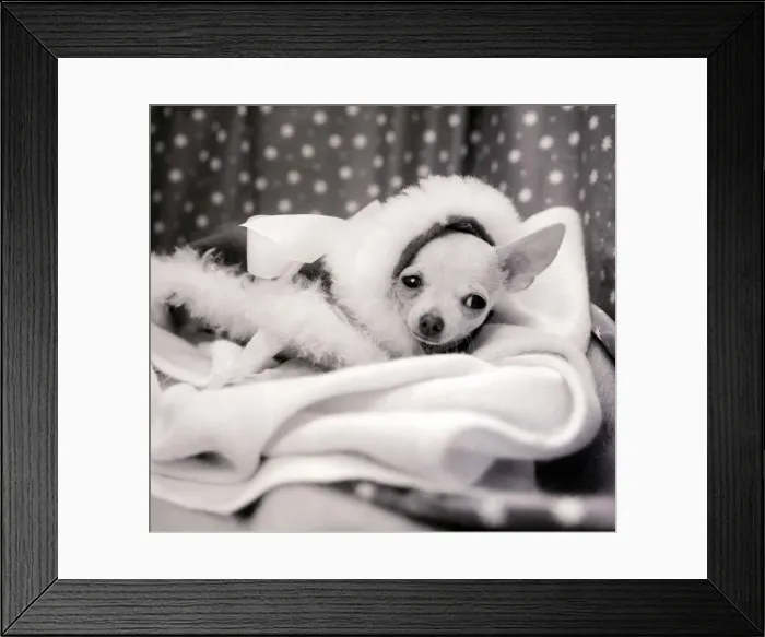 Framed Print : A Chihuahua dog lays huddled in a blanket looking sorry for itself Framed Print : A Chihuahua dog lays huddled in a blanket looking sorry for itself