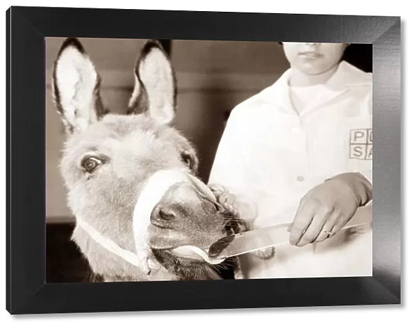 Donkey with pursed lips drinking from a clear vial