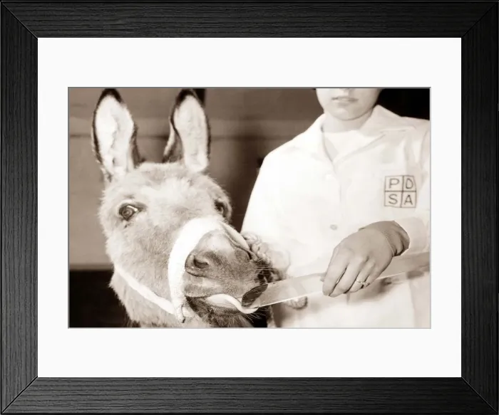 Framed Print : Donkey with pursed lips drinking from a clear vial Framed Print : Donkey with pursed lips drinking from a clear vial