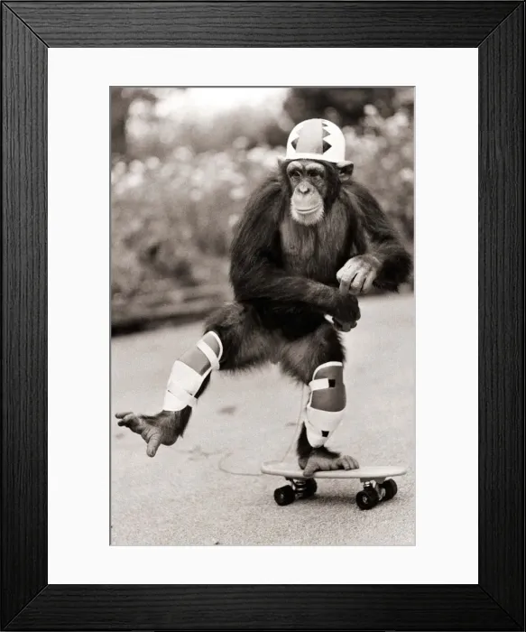 Framed Print : Chimp on a skateboard Framed Print : Chimp on a skateboard