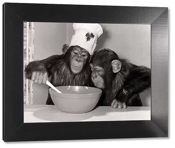 Animals Chimpanzee - Christmas December 1978 Monsieur Louis making pudding for his