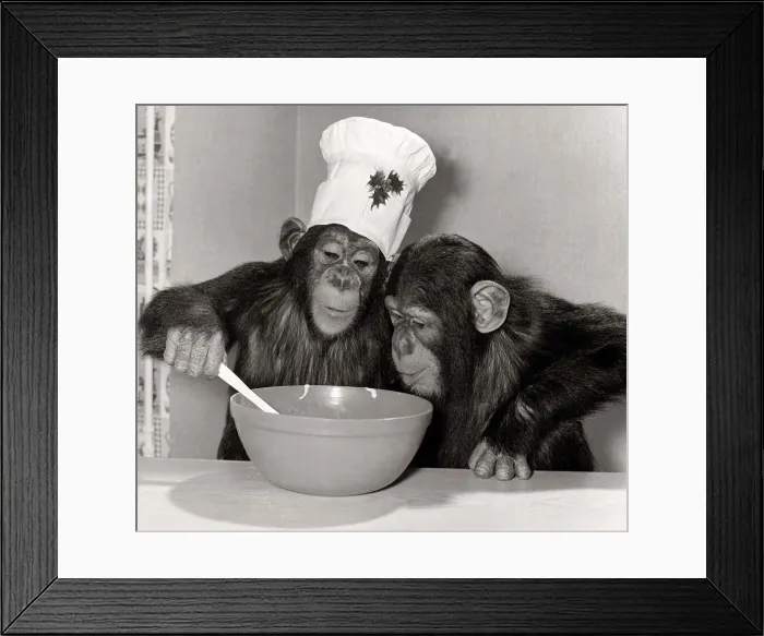 Framed Print : Animals Chimpanzee - Christmas December 1978 Monsieur Louis making pudding for his Framed Print : Animals Chimpanzee - Christmas December 1978 Monsieur Louis making pudding for his