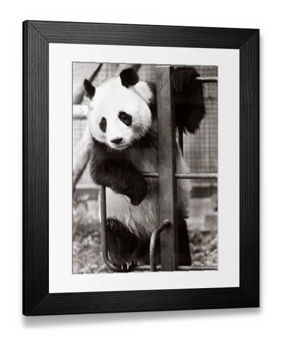 Framed Print : Ching Ching the Panda - September 1981 hanging about