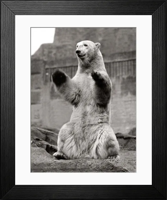 Framed Print : Polar Bear at the Zoo standing on his hind legs - March 1929 Framed Print : Polar Bear at the Zoo standing on his hind legs - March 1929