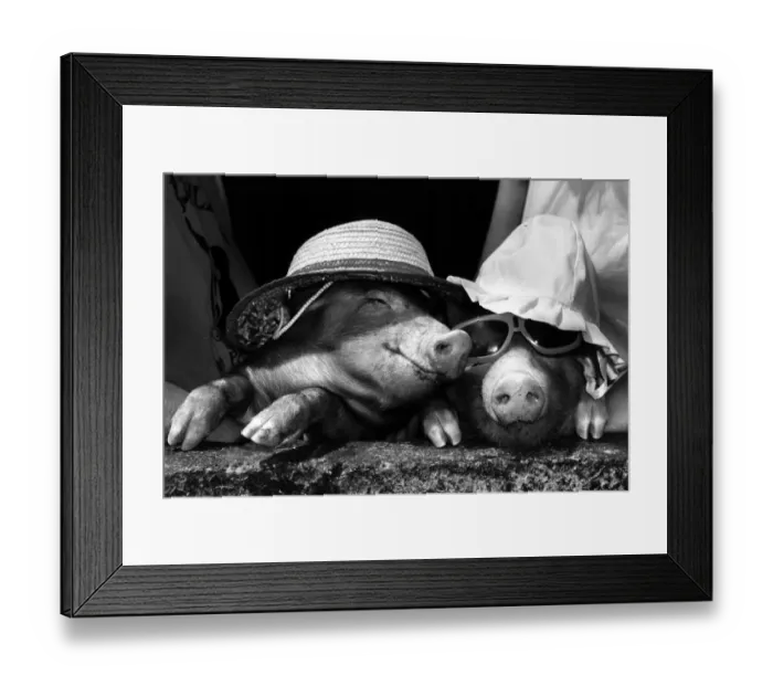 Framed Print : A touch of midsummer madness at Alfriston Zoo sussex came when temperatures reached into Framed Print : A touch of midsummer madness at Alfriston Zoo sussex came when temperatures reached into
