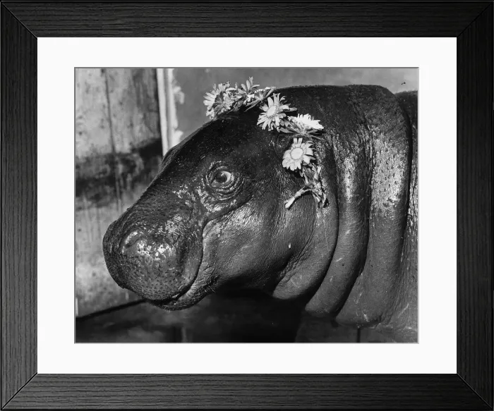 Framed Print : Animals Hippopotamus Emma the hippie Pygmy Hippopotamus with flowers around her Framed Print : Animals Hippopotamus Emma the hippie Pygmy Hippopotamus with flowers around her