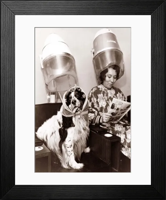 Framed Print : A dog sits in the hairdressers being pampered as the lady next to her reads a magazine