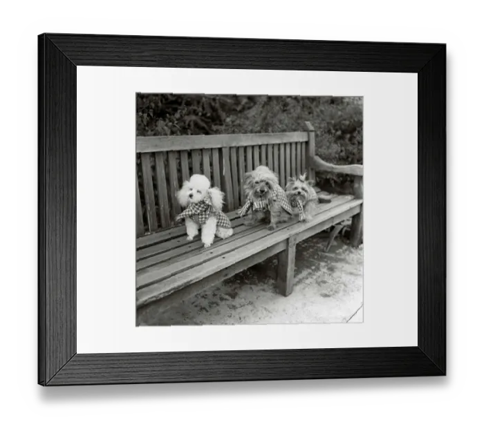 Framed Print : Dogs wearing scarves A poodle dog and two terriers on a park bench