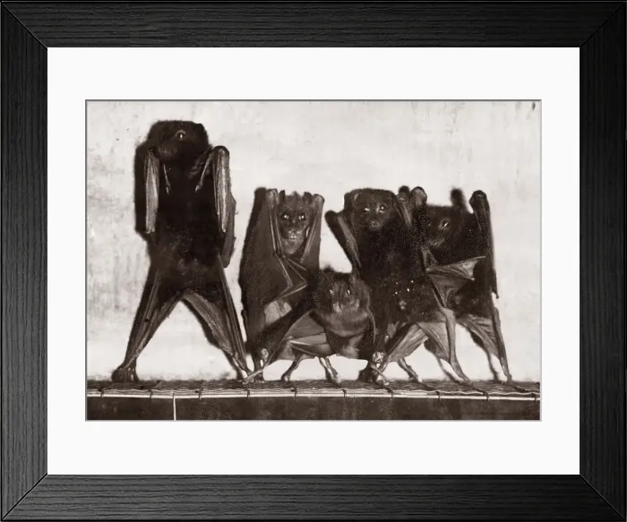 Framed Print : A family of Bats hanging from the roof of their cage January 1929