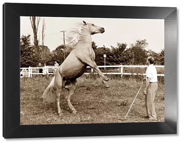 A horse jumps back with two legs raised in the air as a man looks