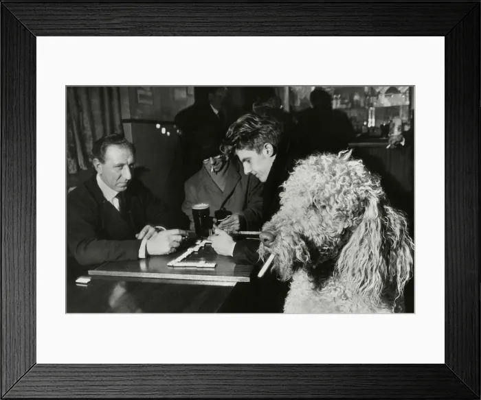 Framed Print : Pepe an 18 month old Standard Poodle dog belongs to Peter Nuttall Framed Print : Pepe an 18 month old Standard Poodle dog belongs to Peter Nuttall