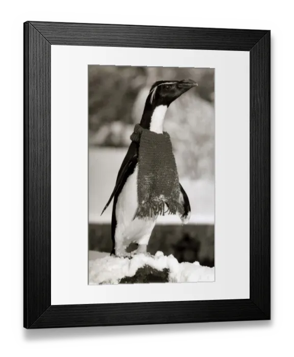 Framed Print : Rocky the Penguin wraps up warm with a scarf Penguin wearing a scarf - December