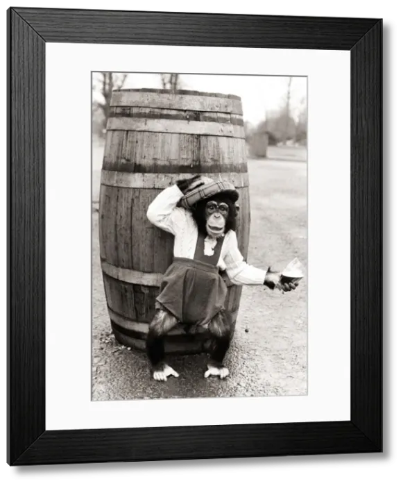 Framed Print : Chimpanzee in dungarees and a hat standing in front of a barrel Framed Print : Chimpanzee in dungarees and a hat standing in front of a barrel
