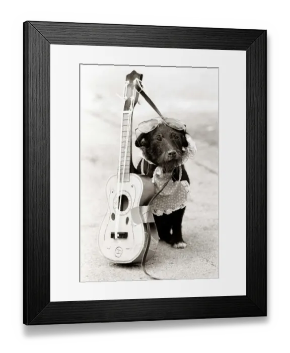 Framed Print : Musical Dog A Small black dog wearing clothes with a guitar around his neck Framed Print : Musical Dog A Small black dog wearing clothes with a guitar around his neck