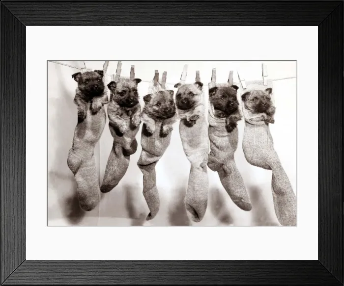 Framed Print : Six puppies hanging from sock pegged onto a clothes line Framed Print : Six puppies hanging from sock pegged onto a clothes line