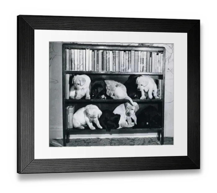 Framed Print : Nine Labrador puppies tidied away on a book shelf by their owner. February 1964 Framed Print : Nine Labrador puppies tidied away on a book shelf by their owner. February 1964