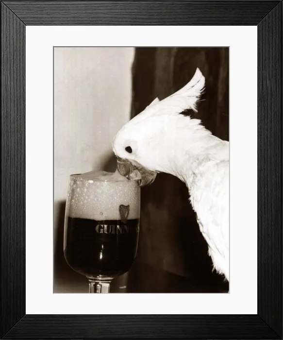 Framed Print : Cocky the Cockatoo - January 1981 sipping a glass of Guinness