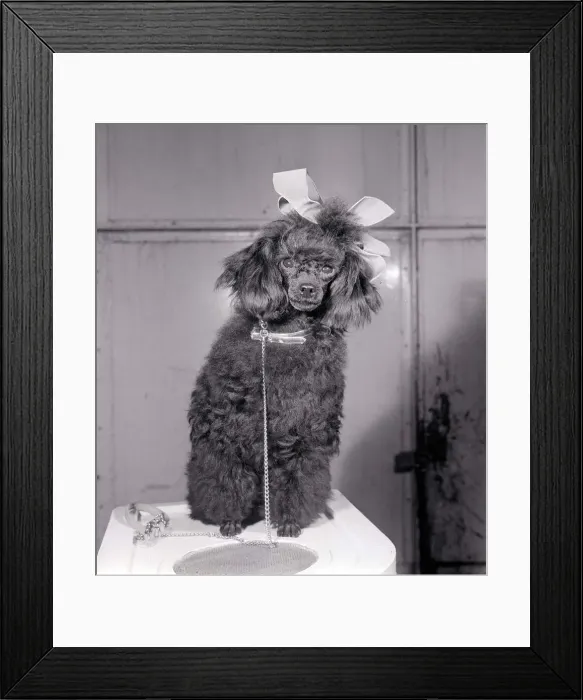 Framed Print : Dogs Poodle with ribbon in its hair dog sitting with lead attached to its collar Framed Print : Dogs Poodle with ribbon in its hair dog sitting with lead attached to its collar
