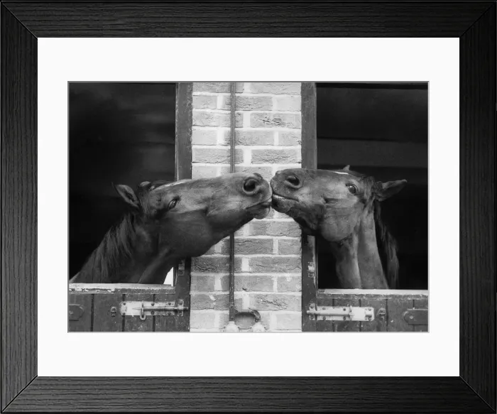 Framed Print : Horses at the Bill Roach stables