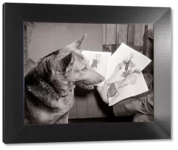 Alsatian dog Rita looking at photos and pictures of women as she judges a beauty
