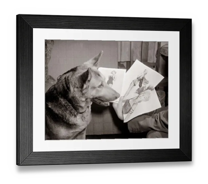 Framed Print : Alsatian dog Rita looking at photos and pictures of women as she judges a beauty Framed Print : Alsatian dog Rita looking at photos and pictures of women as she judges a beauty
