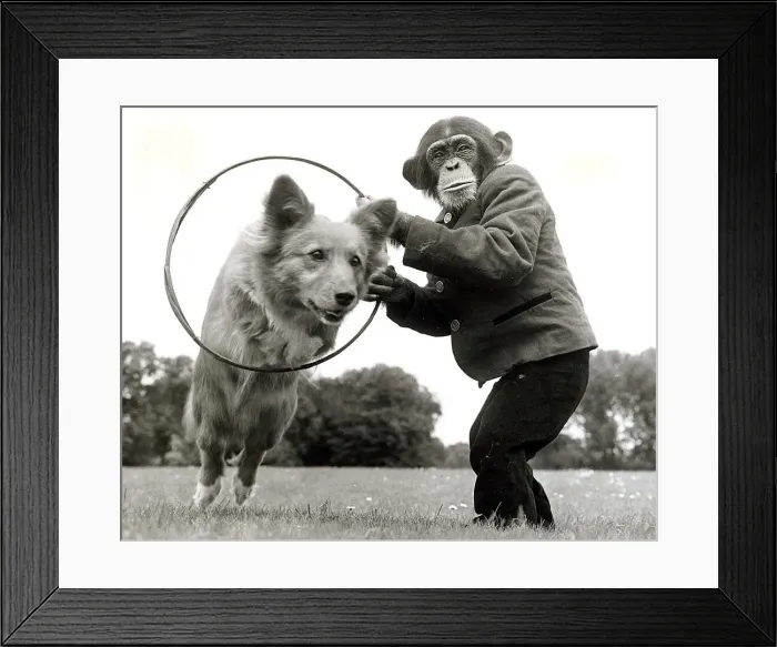 Framed Print : Three year old chimp Kanoble holds up a hoop for Dinkie the corgi to jump through Framed Print : Three year old chimp Kanoble holds up a hoop for Dinkie the corgi to jump through