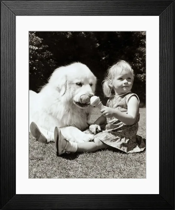 Framed Print : a little girl shares her ice cream with her dog. who licks her nose in anticipation of