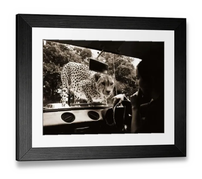 Framed Print : Sikuku the Cheetah peers into a car driven by Anne Doe at Woburn wild animal kingdom