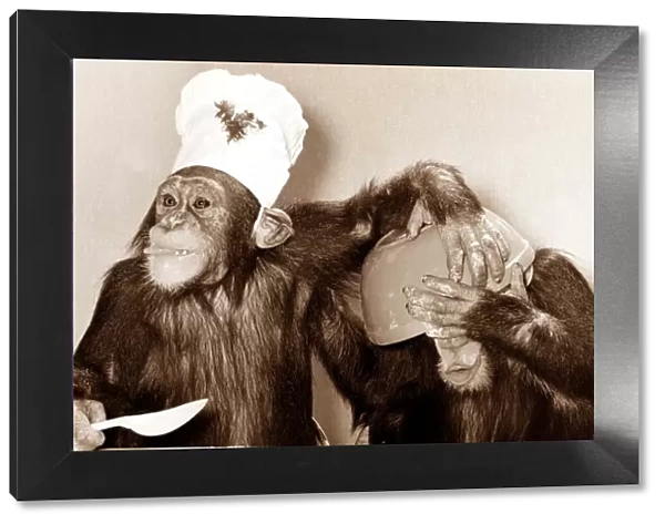 looks like there was a slight mishap in the kitchen - the chef chimp didn