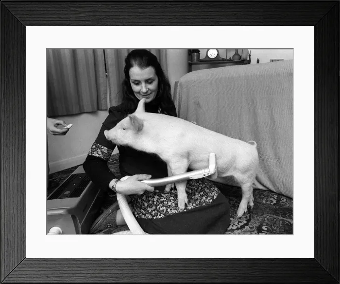Framed Print : The pig called oinkers gets a scrub in the bath from the lady who saved his bacon