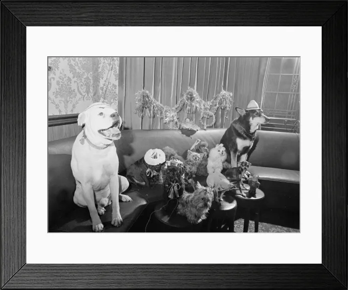 Framed Print : A party for dogs was held at the Devenshire Arms, Moreton Street, Pimlico