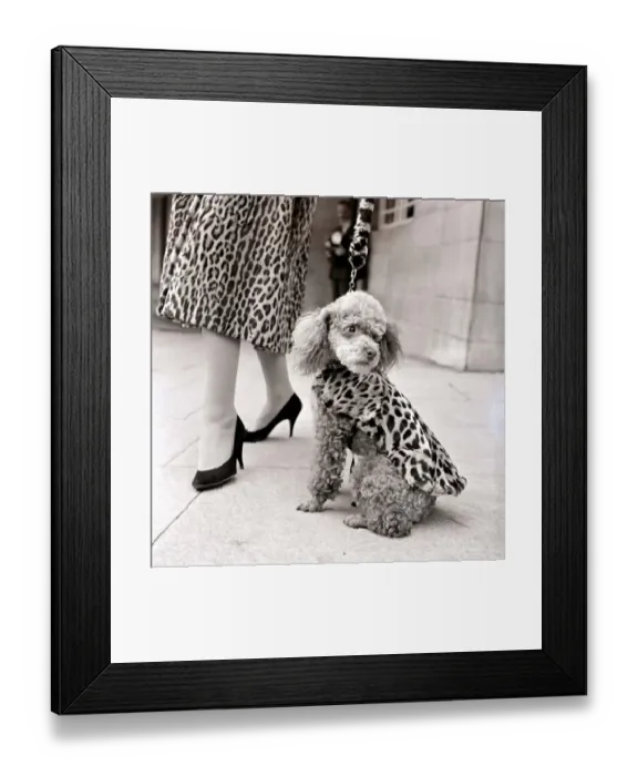 Framed Print : Fur coats for dogs - Poodle in Leopard print fur coat September 1957 1950s