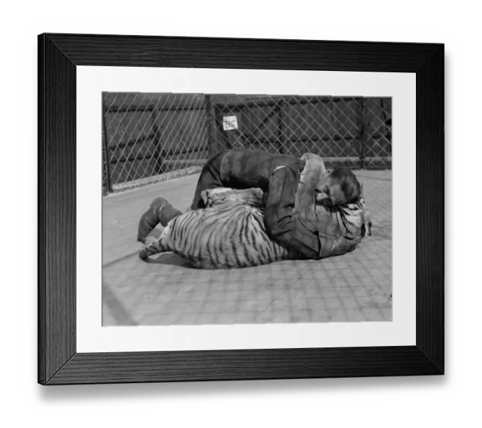 Framed Print : A Zoo keeper plays on the ground with a Tiger at London Zoo circa 1935