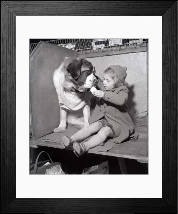 Framed Print : Patience the St Bernard looks longly at her owner as she eats her sandwich at the 1956