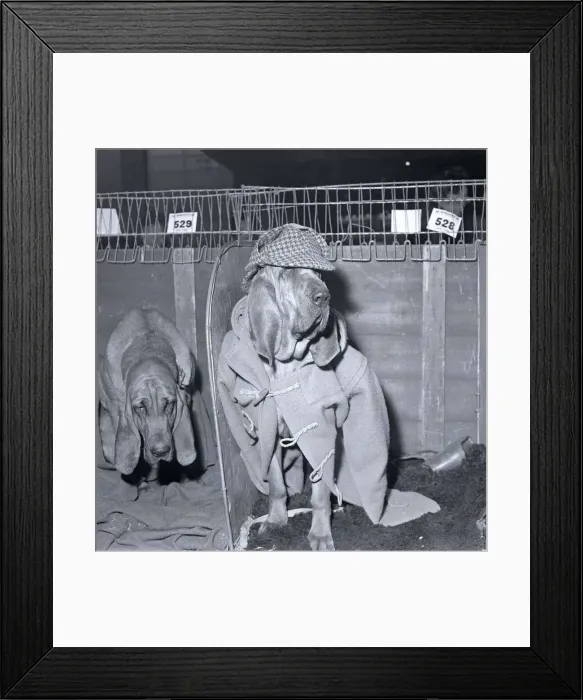 Framed Print : Rosie the bloodhound at the 1964 crufts dog show wearing a duffel coat and hat Framed Print : Rosie the bloodhound at the 1964 crufts dog show wearing a duffel coat and hat