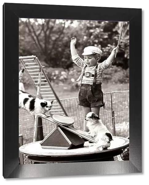 Playground for Dogs A young boy watches two dogs on a see saw