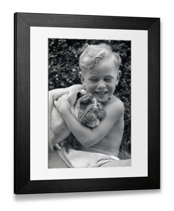 Framed Print : Dromside Destiny Bulldog has won seventeen awards in dog shows