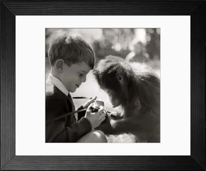 Framed Print : Baby Jane the new orang-utan at Flaming Park Zoo in Yorkshire with a young boy visitor to Framed Print : Baby Jane the new orang-utan at Flaming Park Zoo in Yorkshire with a young boy visitor to