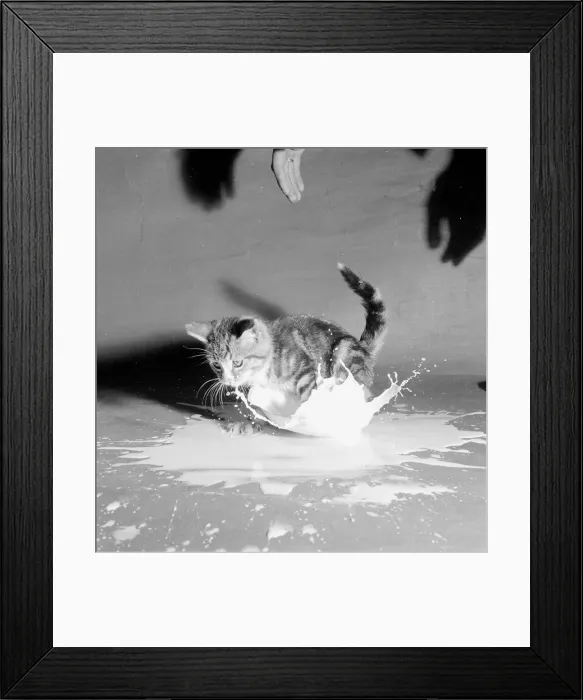 Framed Print : This kitten is falling into a saucer full of milk. July 1958 Framed Print : This kitten is falling into a saucer full of milk. July 1958