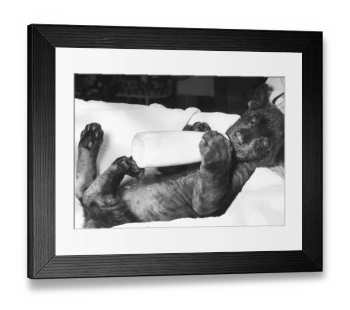 Framed Print : Big Cats Jaguar Hooked on the bottle. Grumble the thirteen week old Jaguar hold