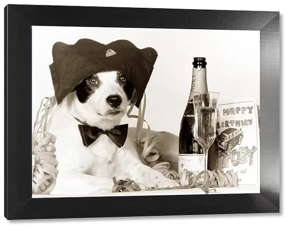 Party animal - Border Collie dog celebrating his borthday with a bottle of champagne